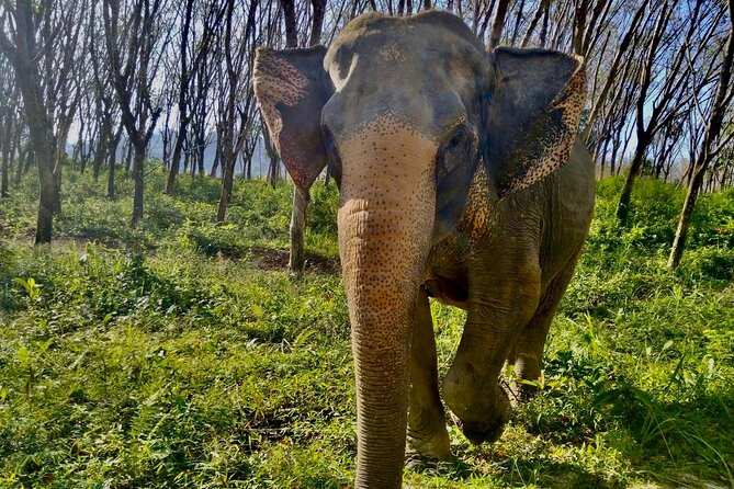 Guide Tour to Khaolak Elephant Sanctuary in Small Group - Inclusions of the Tour