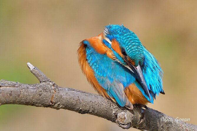 Guided Birdwatching Day Trip to the Danube Delta - Private Program - Seasonal Birdwatching Highlights