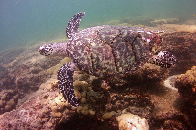 Guided Snorkel Experience in Fort Lauderdale - Customer Reviews