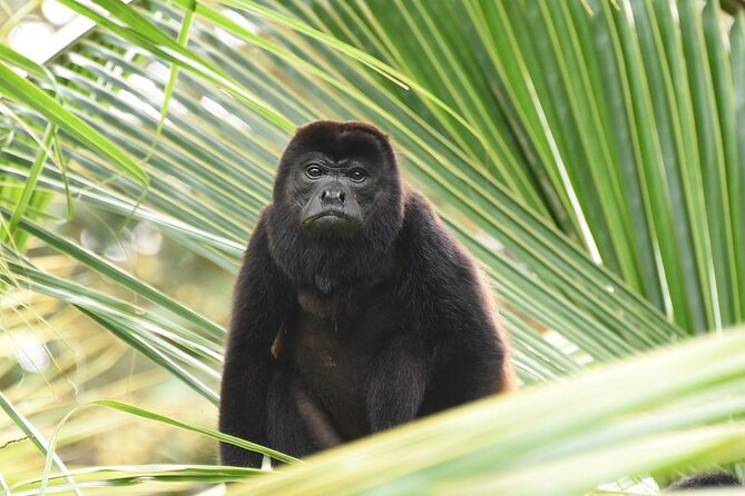 Guided Tour to the Animal Rescue Center in San José (Sloth Tour) - Meeting and Pickup Details