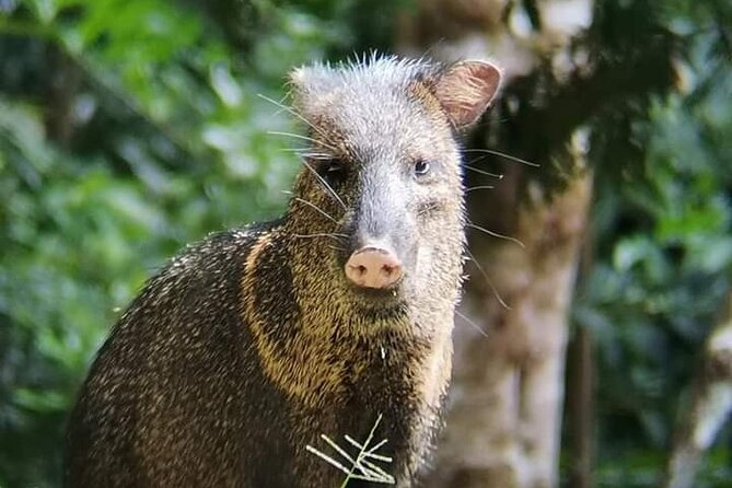 Guided Walk Monteverde Biological Reserve-Johns Nature Tours- - Meeting and Transportation