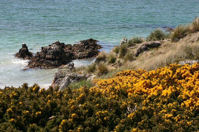 Gypsy Cove and the Main City Attractions in Falkland Islands - Meeting and Pickup Details