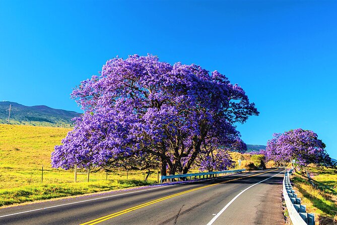 Haleakala Morning Best Guided Bike Tour With Bike Maui - Fitness and Health Requirements