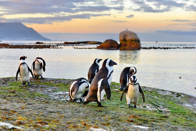 Half Day Boulders Penguins and Cape Point Small Group Tour - Itinerary Highlights