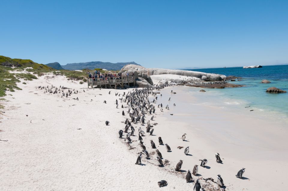 Half Day Cape Point Tour - Itinerary Highlights