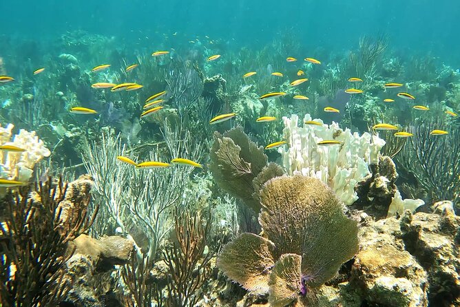 Half Day Exotic Private Charter Rose Island, Pigs and Turtles - Schedule