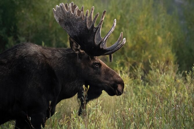 Half-Day Grand Teton Wildlife Safari Private Tour - Pickup and Departure Details