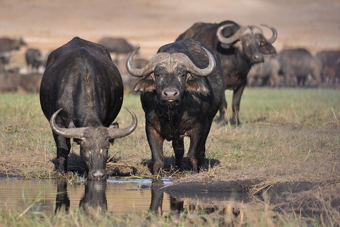 Half Day Guided Tour in Nairobi National Park - Inclusions and Pricing