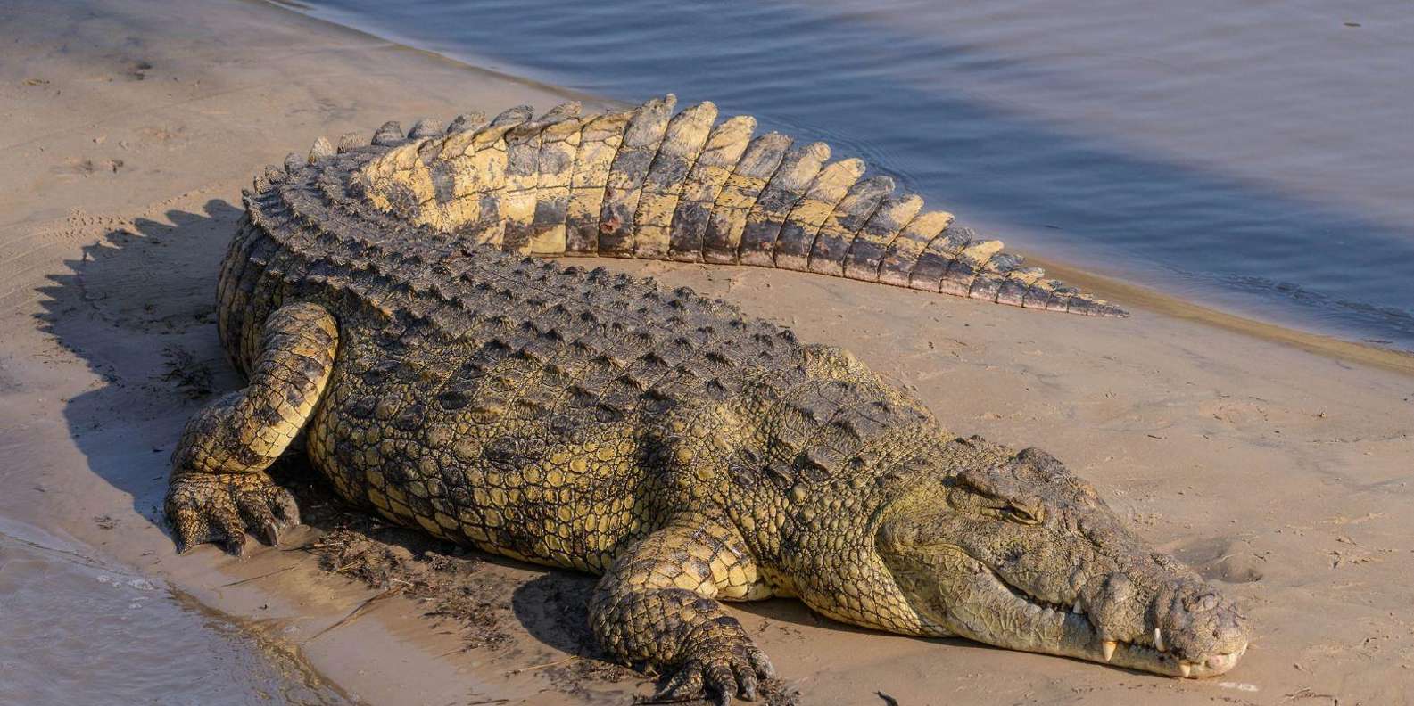 Half Day Hippo & Croc - Isimangaliso Wetlands Park Fr Durban - Pricing and Discounts