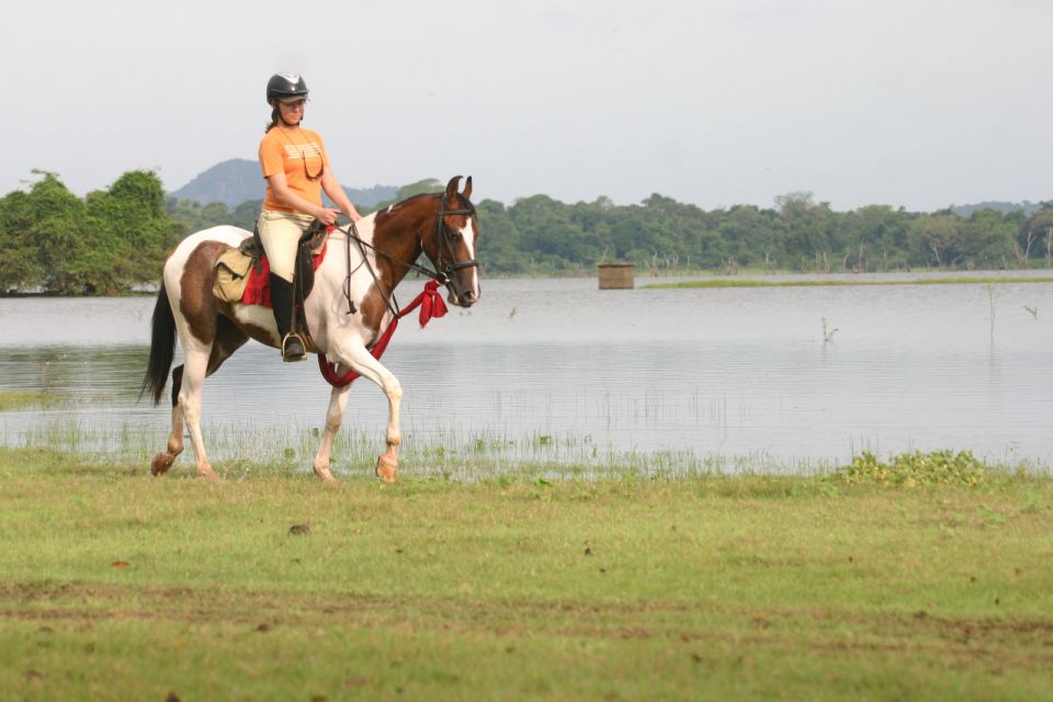 Half Day Horse Riding in Dambulla - Experience Highlights