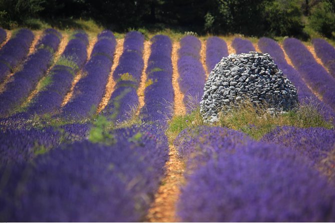 Half Day Lavender Road in Sault From Avignon - Itinerary Highlights