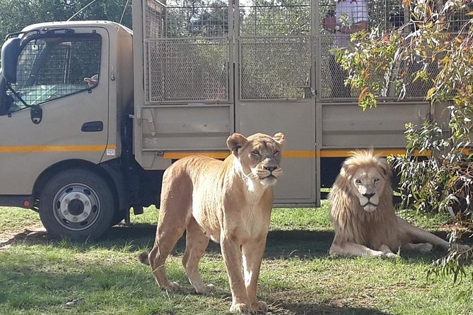 Half Day Lion Park Tour From Johannesburg or Pretoria - Tour Logistics and Comfort