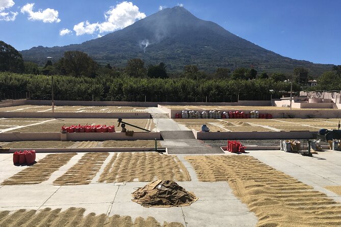 Half Day Macadamia and Coffee Tour From Quetzal Port - Macadamia Farm Experience