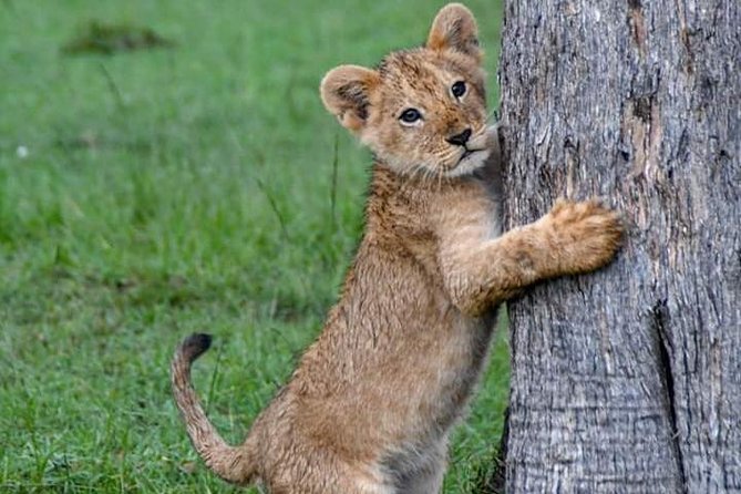 Half-Day Nairobi National Park Safari From Nairobi With Free Pickup - Whats Included in the Safari