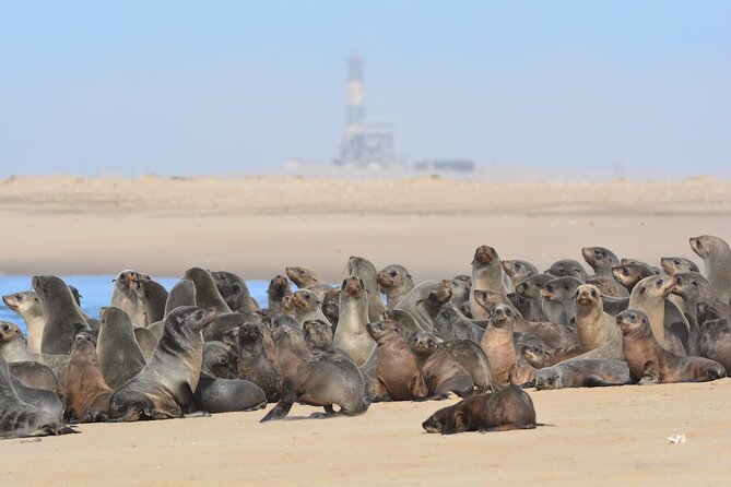 Half Day Original Seal Kayak Adventure, Pelican Point, Walvis Bay - Meeting Point and Duration