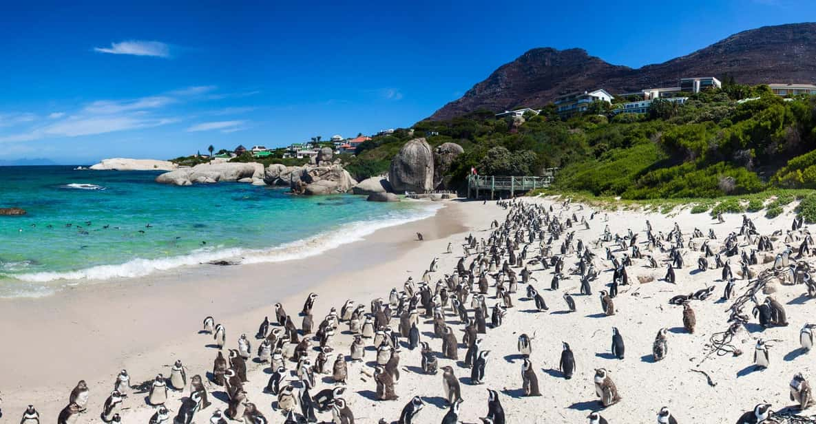 Half-Day: Penguins Boulders Beach (Small Group) - Observing African Penguins at Boulders Beach