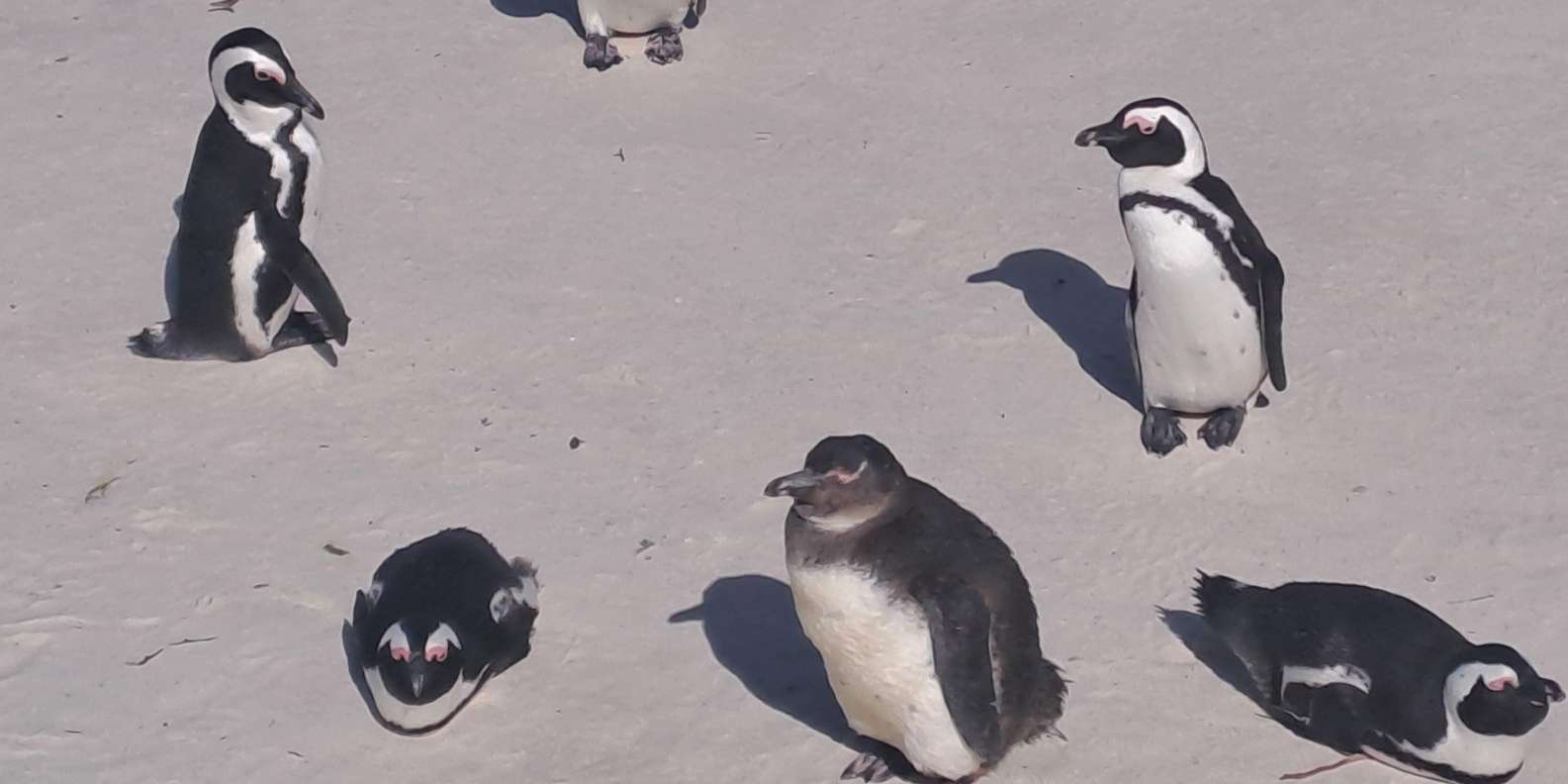 Half Day Penguins Colony and Constantia Wine Tasting Tour - Itinerary Details