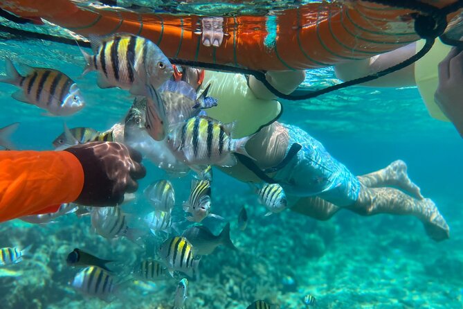 Half-Day Private Roatan Nature Park, Snorkeling, and Beach Tour - Inclusions and Logistics