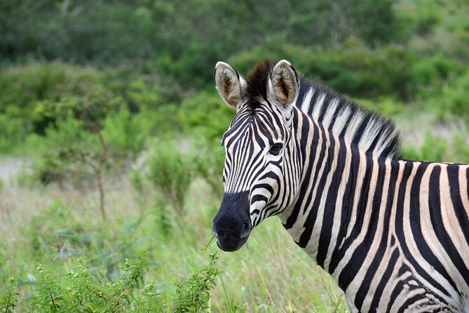 Half Day Safari Tour From Durban - Pricing and Booking Process