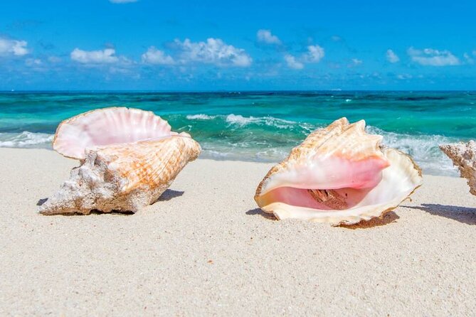 Half-day Snorkeling, Cruising, Iguana Island, Half Moon Bay - Meeting and Pickup