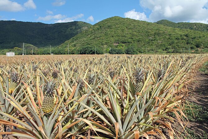 Half-Day Tour: A Taste of Paradise and History of Antigua - Traveler Experiences and Reviews