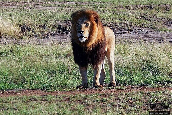 Half Day Tour in Nairobi National Park Safari - About Nairobi National Park