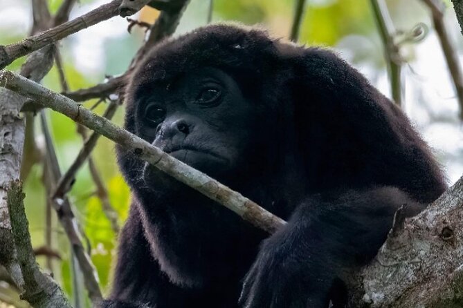 Half Day Tour Mangroves Estuary and Bird Watching From Guayaquil - Ecological Reserve Details