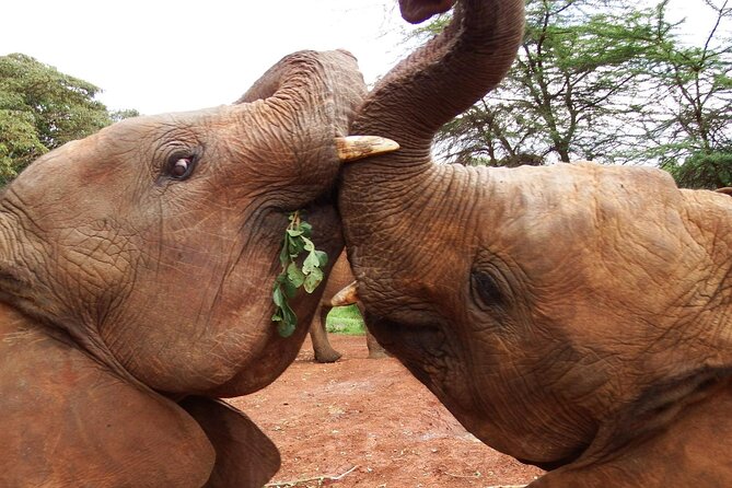 Half Day Tour to Elephant Orphanage & Giraffe Centre Nairobi - Giraffe Centre Highlights