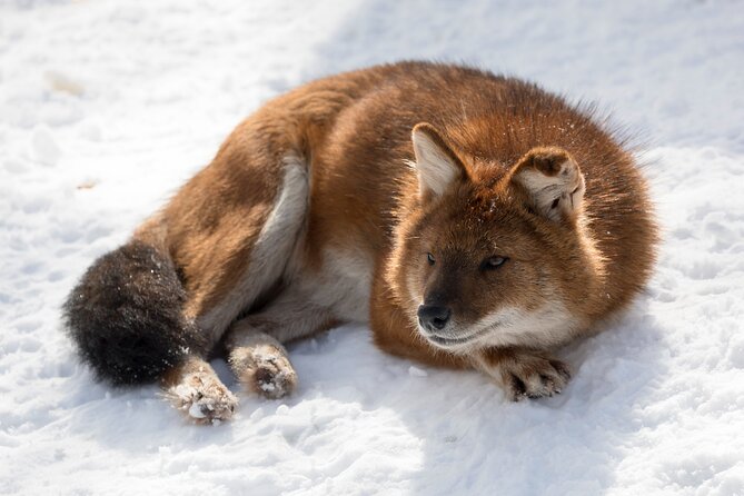 Half-Day Trip to Ranua Wildlife Park From Rovaniemi - What to Expect During the Tour