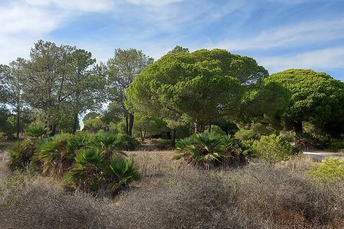 Half Day Walking Tour in Ria Formosa Nature Park - Guided Tour Highlights