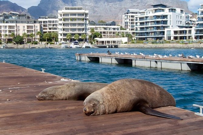 Half Hour Seal and Harbour Cruise From Cape Town - Meeting and Pickup Information
