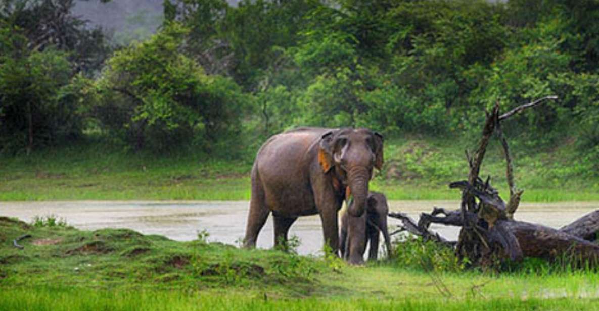 Hambantota Harbor: Safari at Lunugamvehera National Park - Wildlife and Biodiversity