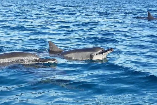 Hawaiian Canoe Tour in Fernando De Noronha - Inclusions