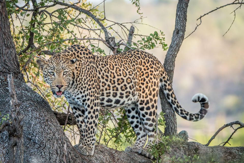 Hazyview to Kruger Park Safari & Panorama Route 2-Day Tour - Pickup and Accommodation