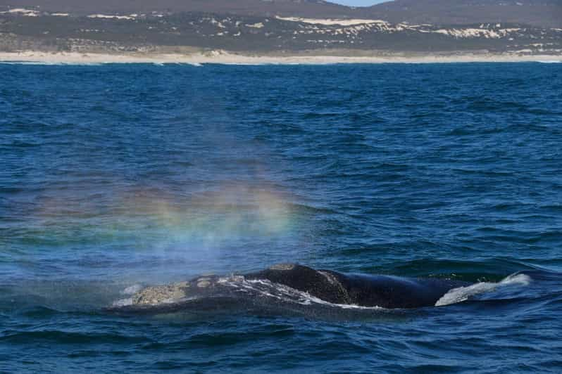 Hermanus Whale Watching and Winelands Private Full-day Tour - Itinerary and Schedule