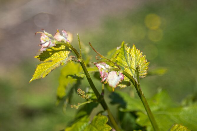 Hidden Spring Vineyard: Guided Tour & Tasting, Heathfield  - Brighton - Exploring the Vineyard and Winery