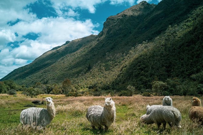 Hike El Cajas - Beyond the Common Trail - Positive Traveler Feedback and Ratings