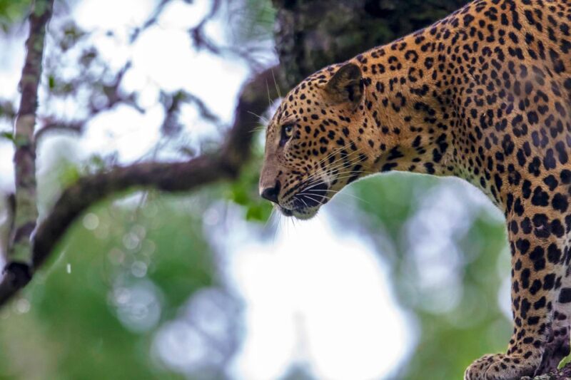Hikkaduwa: Yala & Udawalawe Safari Day Trip With Picnic - Pricing and Reservation