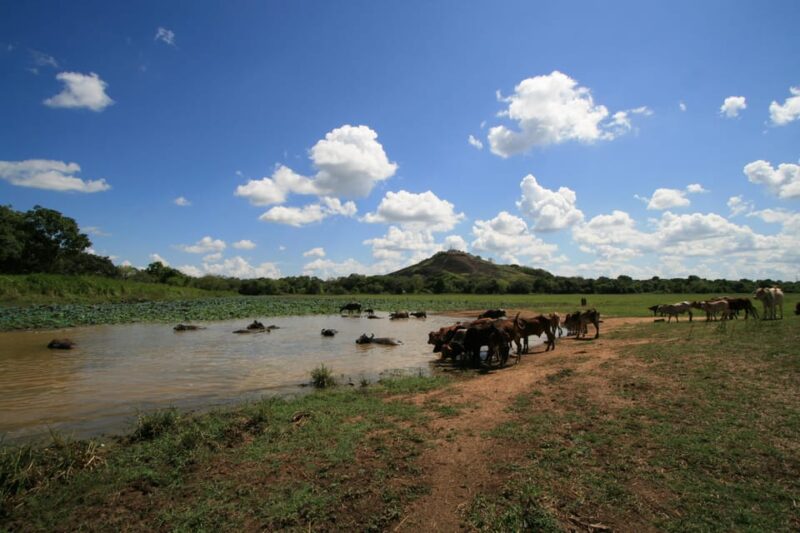 Historical Sri Lanka 5 Days Tour - Itinerary Highlights