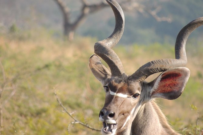 Hluhluwe/iMfolozi Game Reserve Full Day Game Drive - Pricing Information