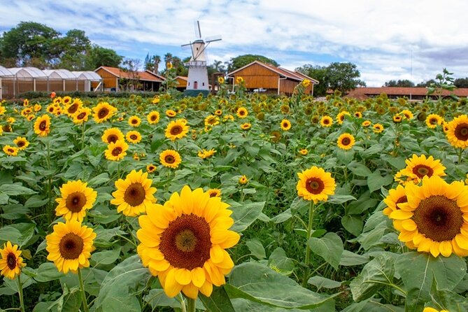 Holambra - The City of Flowers - Dutch Architecture and Heritage