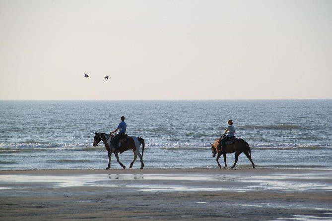 Horse Riding Tour 2 Hours Sea and Desert With Transfer - Hurghada - Participant Information