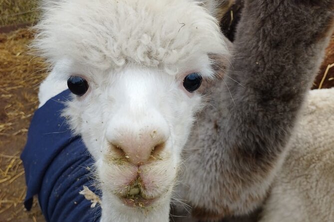 Horseback Riding on Beach, Winery, Alpacas, Penguins & Cowboybbq - Inclusions