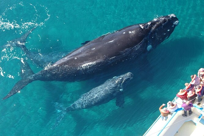 Humpback Whales Excursion in Samana - Included Transportation and Meals