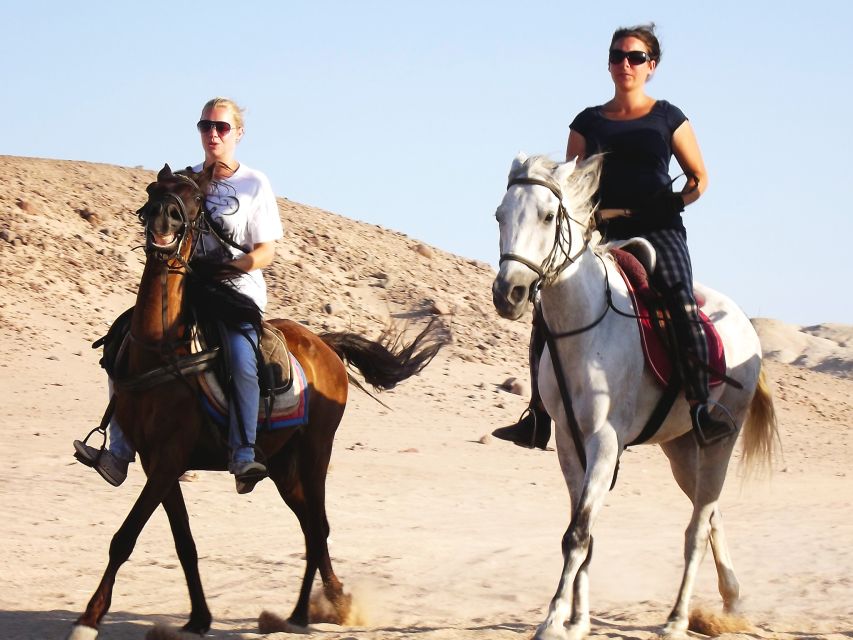 Hurghada: Arabian Desert and Sea Horseback Adventure - Experience Highlights