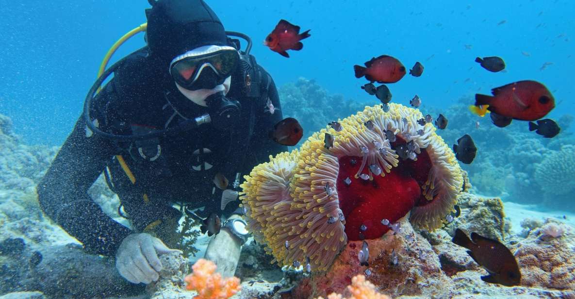 Hurghada: Diving and Snorkeling Tour With Transfers - Experience and Activities