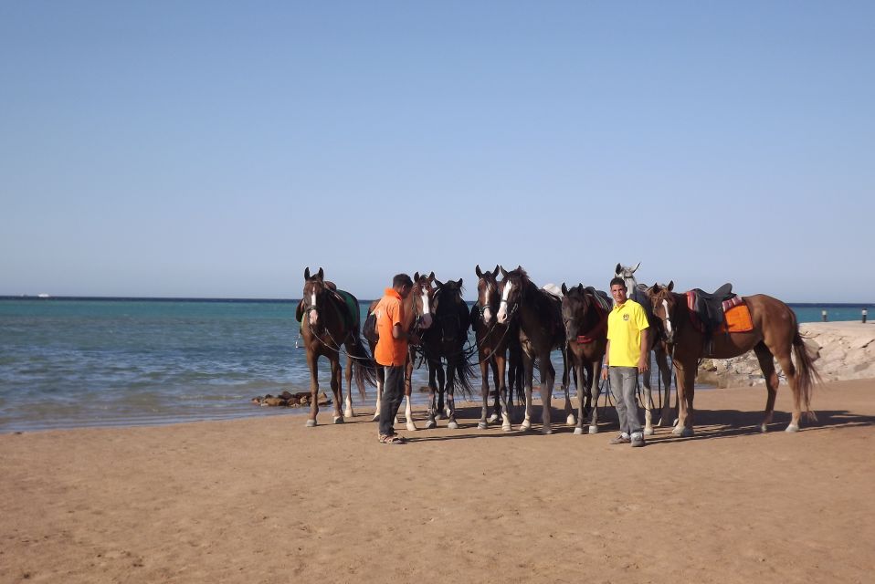 Hurghada: Sea & Desert Horse Tour, Stargazing, Dinner & Show - Experience Highlights