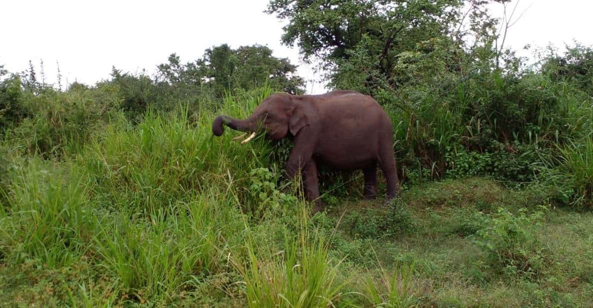 Hurulu Eco Park Excursion - Elephant Migration Patterns