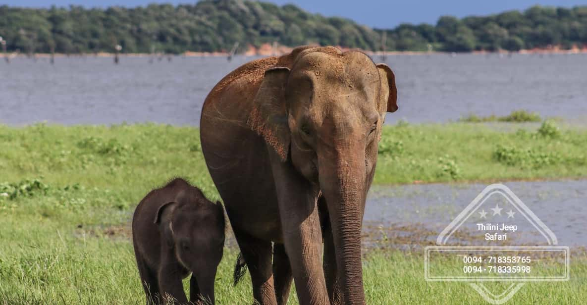 Hurulu Eco Park Habarana Elephant Safari - Wildlife Sightings