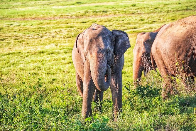 Hurulu Eco Park Private Safari - Wildlife Encounter Highlights